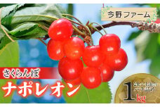 【令和8年産先行予約】さくらんぼ　ナポレオン　2L～L混合　バラ詰め　1kg　今野ファーム