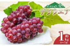 【令和7年産先行予約】デラウェア 約1kg (6～7房) 山形県 鶴岡市産 ヤマショウ