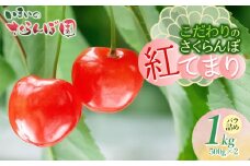 【令和8年産先行予約】　こだわりのさくらんぼ　「紅てまり」（2Lサイズ以上）バラ詰め 1kg （500g×2）いまいのさくらんぼ園 K-866