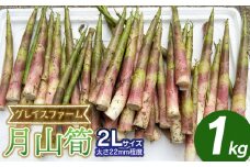 【令和8年産先行予約】月山筍 2Lサイズ　1kg　山形県鶴岡産　グレイスファーム
