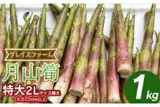 【令和8年産先行予約】月山筍 特大サイズ（2L以上） 1kg　山形県鶴岡産　グレイスファーム