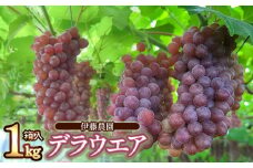 【令和7年産先行予約】 デラウェア 1kg箱入 (5～7房) 山形県鶴岡産　伊藤農園