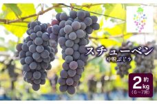 【令和7年産先行予約】鶴岡市産 スチューベン 約2kg（6房～7房） 中粒ぶどう　カラフルぶどう園