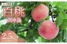 【令和7年産 先行予約】白桃 川中島　2.5kg(6～10玉)　マルタ農園