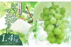 【令和7年産 先行予約】シャインマスカット 1.4kg以上(2房)　マルタ農園