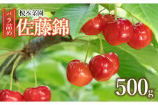 【令和7年産先行予約】さくらんぼ 佐藤錦 バラ詰め 500g 山形県 鶴岡市産 榎本菜園 K-732