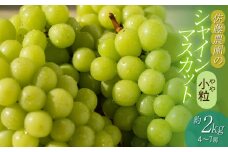 【令和7年産先行予約】 鶴岡市産 シャインマスカット(やや小粒) 約2kg(4～7房) 佐藤農園