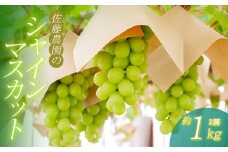 【令和7年産先行予約】 鶴岡市産 シャインマスカット 約1kg(2房) 佐藤農園