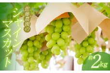 【令和7年産先行予約】 鶴岡市産 シャインマスカット 約2kg(3~4房) 佐藤農園