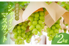 【令和7年産先行予約】 鶴岡市産 シャインマスカット 約2kg(3~4房) 佐藤農園