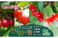 【令和8年産先行予約】【4回お届け】 さくらんぼ四彩の贅 　～紅さやか・佐藤錦・紅秀峰・紅てまり4品種お届け～　いまいのさくらんぼ園