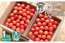 【令和7年産先行予約】 鶴岡市産 佐藤錦 Mサイズ バラ詰め 1kg(500g×2P) さくらんぼ　大膳農園