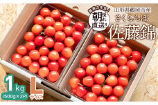 【令和7年産先行予約】 鶴岡市産 佐藤錦 Lサイズ バラ詰め 1kg(500g×2P) さくらんぼ　大膳農園