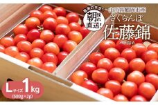 【令和8年産先行予約】さくらんぼ 佐藤錦 Lサイズ バラ詰め 1kg(500g×2P)　鶴岡市産　大膳農園