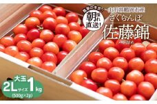 【令和8年産先行予約】【大玉】さくらんぼ 佐藤錦 2Lサイズ バラ詰め 1kg(500g×2P) 鶴岡市産　大膳農園