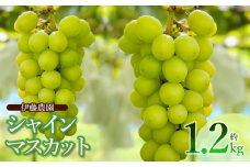 【令和7年産先行予約】 シャインマスカット 約1.2kg (2房) 山形県鶴岡市 伊藤農園