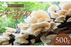 【令和7年発送】きのこ　ブナハリタケ（カノカ）　500g　グレイスファーム