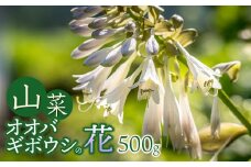 【令和8年発送】山菜　オオバギボウシの花　500g　グレイスファーム