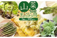 【令和8年発送】山菜セット天ぷら用（3種以上）　タラの芽、山ウド、月山筍など　計300g以上　グレイスファーム