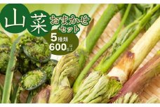【令和8年発送】山菜おまかせセット（5種以上）　計600g以上　こしあぶら、タラの芽、水ふき等　グレイスファーム