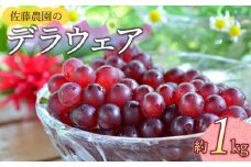 【令和7年産先行予約】 鶴岡市産 デラウェア 約1kg 佐藤農園
