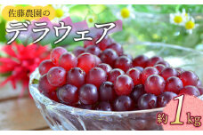 【令和7年産先行予約】 鶴岡市産 デラウェア 約1kg 佐藤農園