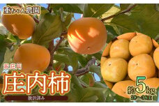 【令和7年産先行予約】庄内柿 たねなし柿 平核無柿 脱渋済み 家庭用　約5kg（28～36玉） 山形県鶴岡市　重ちゃん農園