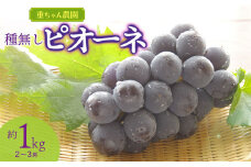 【令和7年産先行予約】 種なしピオーネ　約1kg（2～3房） 山形県鶴岡市産　重ちゃん農園