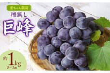 【令和7年産先行予約】 種なし巨峰　約1kg（2～3房） 山形県鶴岡市産　重ちゃん農園