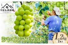 【令和7年産先行予約】シャインマスカット　2房入り (約1.2kg)　やまも果樹園