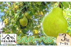 【令和7年産先行予約】洋梨　シルバーベル　約3Kg（7～9玉） やまも果樹園