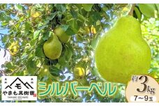【令和7年産先行予約】洋梨　シルバーベル　約3Kg（7～9玉） やまも果樹園