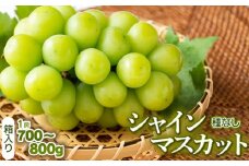 【令和7年産 先行予約】シャインマスカット（種なし）1房 箱入り 700～800g　山形県鶴岡市 株式会社サンエイファーム
