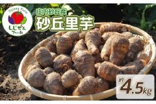 【令和7年産先行予約】　庄内砂丘産　砂丘里芋　約4.5Kg　しじぜんファーム