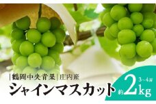 【令和7年産先行予約】 シャインマスカット 2kg (3~4房)　山形県鶴岡市 株式会社 鶴岡中央青果