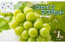【令和7年産先行予約】 シャインマスカット 約1kg (2～3房)　山形県鶴岡市 フルーツガーデン
