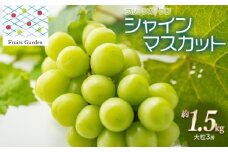 【令和7年産】 シャインマスカット 約1.5kg 大粒3房　山形県鶴岡市 フルーツガーデン