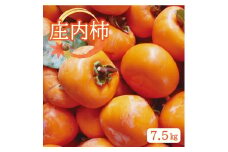 柿 種なし 約 7.5kg 庄内柿 種なし柿 予約 先行予約 果物 フルーツ 秋の味覚 10月発送 11月発送 甘い おやつ デザート JA庄内みどり 山形 酒田 SA2612