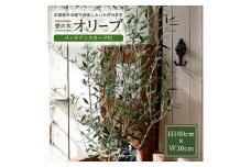愛の木　｢オリーブ」庭のシンボルツリー SL0218