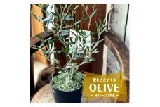 「オリーブの鉢」を育てよう SL0202