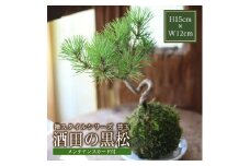 禅スタイルシリーズ　苔玉 「酒田の黒松」 SL0203