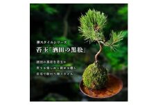 禅スタイルシリーズ　苔玉 「酒田の黒松」 SL0203
