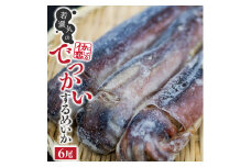 若潮丸のでっかいするめいか　6尾 SB0449