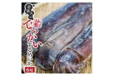 若潮丸のでっかいするめいか　6尾 SB0449