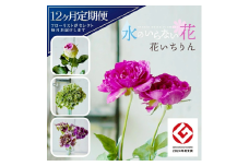【12回定期便】水のいらない花　ゼロフラワー定期便「花いちりん」 SL0225