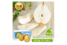 西洋梨 約3kg 6～9玉入 シルバーベル 西洋なし 梨 洋梨 洋ナシ 果物 果実 くだもの フルーツ 人気 おすすめ 品種 旬 季節限定 農家 小林青果店 山形 酒田 SA2642