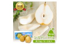 西洋梨 約3kg 6～9玉入 シルバーベル 西洋なし 梨 洋梨 洋ナシ 果物 果実 くだもの フルーツ 人気 おすすめ 品種 旬 季節限定 農家 小林青果店 山形 酒田 SA2642