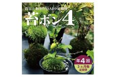 【4回定期便】苔玉と和BONSAIの定期便「苔ボン4」 SL0239