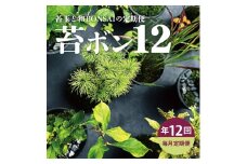 【12回定期便】苔玉と和BONSAIの定期便「苔ボン12」 SL0240