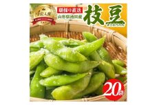 朝採り 枝豆 「まさおちゃん」　計6kg(300g×20袋)　農家直送 SC0579